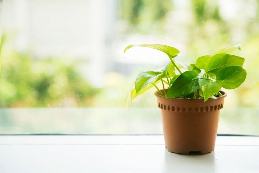 Pot plant on a windowsill - photo by DAPA