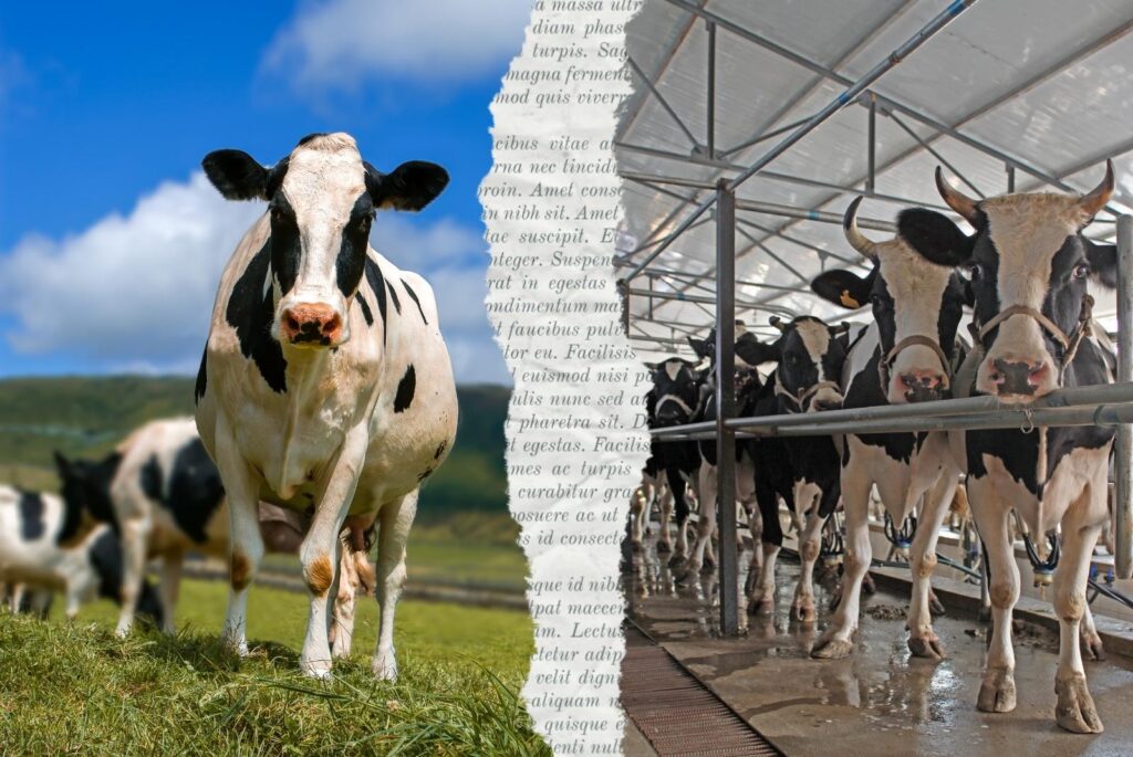 Dairy cows - the dream vs reality