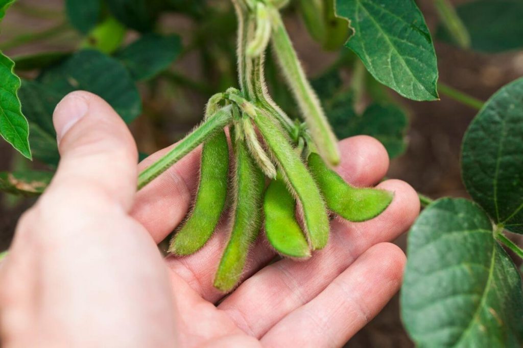 A man's hand holding fresh soybeans still on the plant