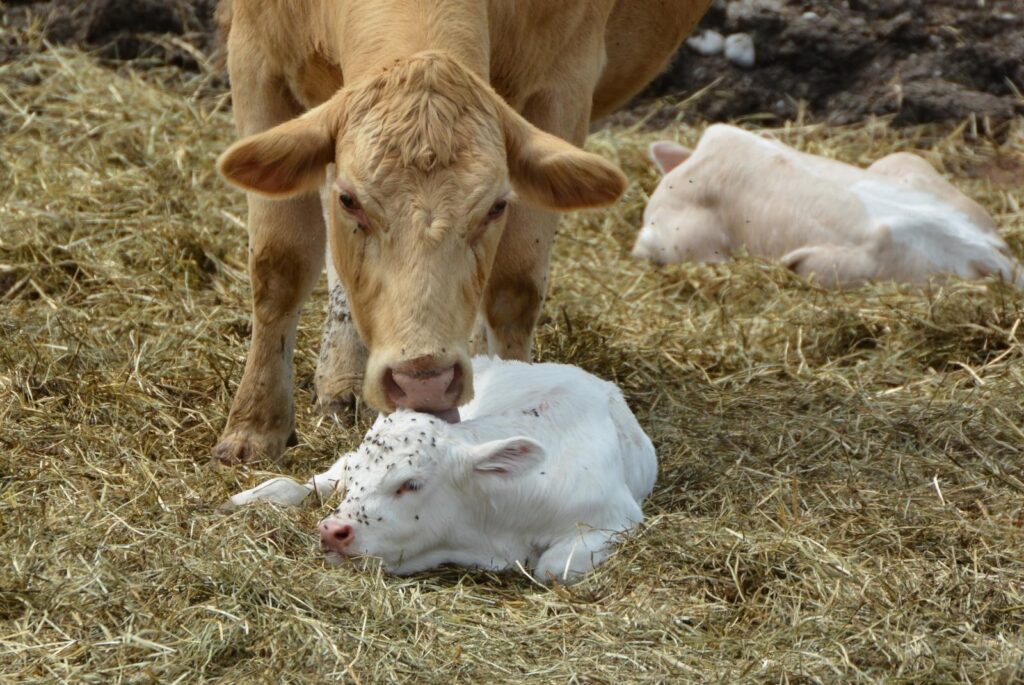 Cow and her young calf - Carol Hamilton - Getty Images