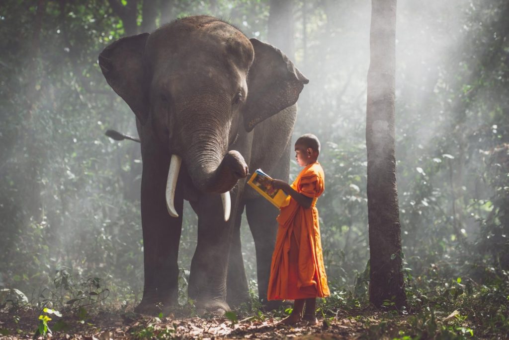 Thai monk studying in the jungle with an elephant - Oneinchpunch