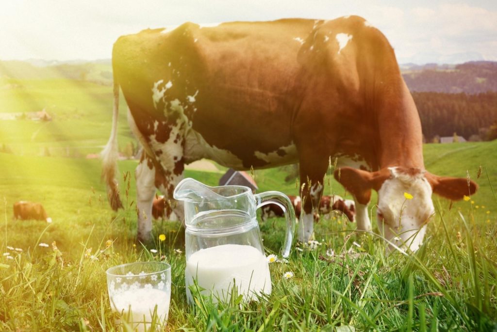 dairy cow in green field next to a jug and glass of milk