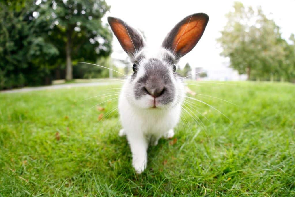 Inquisitive white and grey rabbit on a green lawn - SQUAMISH from Getty Images Pro
