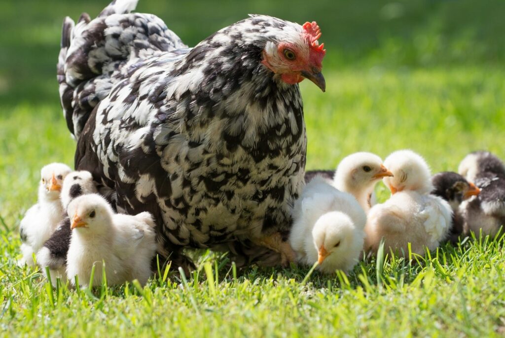 Mother hen with more chicks outdoors - fotokostic - Getty Images