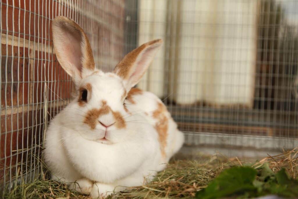 Beautiful pet rabbit in a cage - CraigRJD from Getty Images Signature