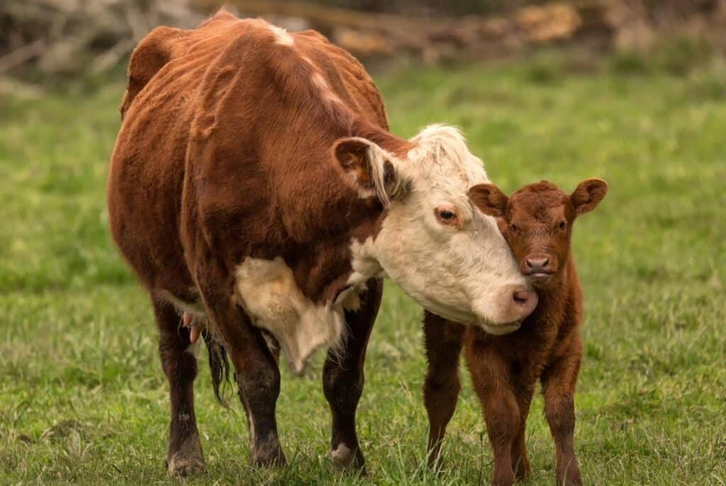 Cow and calf - Jeffrey Schwartz - Canva