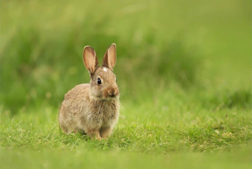 Young brown rabbit in green grass - photo by Dgwildlife iStock 1200