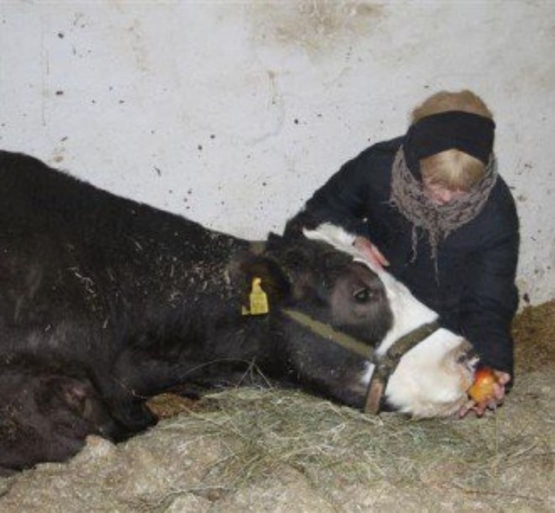 Gisela being nursed back to health. Photo © Karin Muck, Stiftung Hof Butenland.